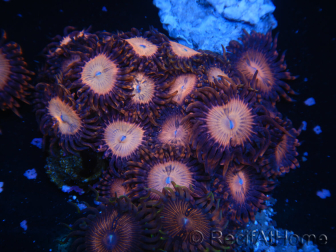 WYSIWYG - Zoanthus 14M1 Mariculture Indo Acclimated under LED