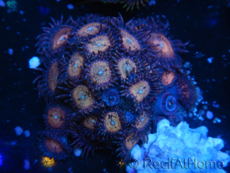 WYSIWYG - Zoanthus 14M4 Indo Mariculture Acclimated under LED