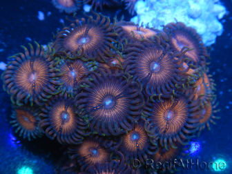 WYSIWYG - Zoanthus 14M5 Mariculture Indo Acclimated under LED