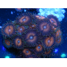 WYSIWYG - Zoanthus 14M5 Mariculture Indo Acclimaté sous led