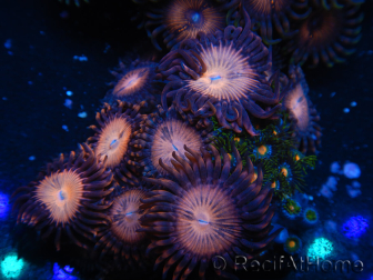 WYSIWYG - Zoanthus 14M6 Mariculture Indo Acclimated under LED