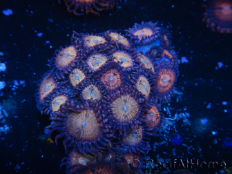 WYSIWYG - Zoanthus 14N2 Mariculture Indo Acclimated under LED