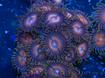 WYSIWYG - Zoanthus 14N3 Mariculture Indo Acclimated under LED