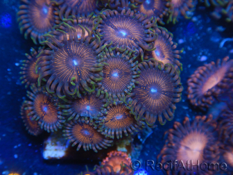 WYSIWYG - Zoanthus 14N4 Mariculture Indo Acclimated under LED