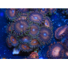 WYSIWYG - Zoanthus 14N4 Mariculture Indo Acclimated under LED