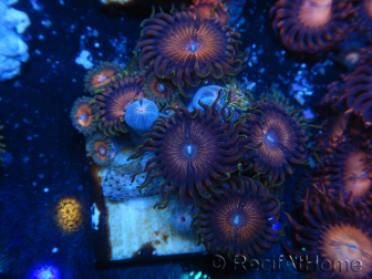 WYSIWYG - Zoanthus 14N5 Mariculture Indo Acclimated under LED