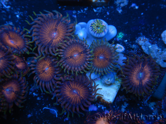 WYSIWYG - Zoanthus 14O3 Mariculture Indo Acclimated under LED