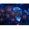 WYSIWYG - Zoanthus 14O3 Mariculture Indo Acclimated under LED