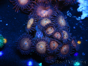 WYSIWYG - Zoanthus 14O6 Mariculture Indo Acclimated under LED