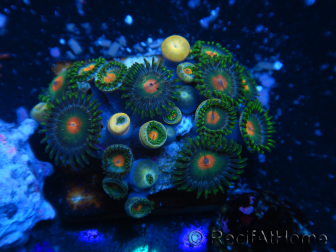 WYSIWYG - Zoanthus 14P5 Mariculture Indo Acclimaté sous led