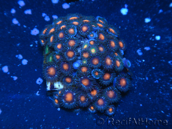 WYSIWYG - Zoanthus 14R2 Mariculture Indo Acclimaté sous led