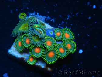 WYSIWYG - Zoanthus 14R5 Mariculture Indo Acclimated under LED