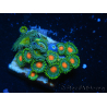 WYSIWYG - Zoanthus 14R5 Mariculture Indo Acclimated under LED