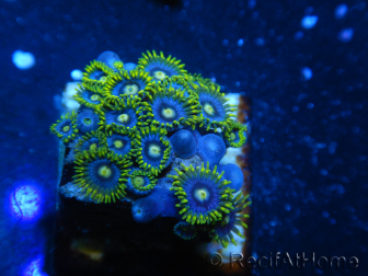 WYSIWYG - Zoanthus 14R6 Mariculture Indo Acclimaté sous led