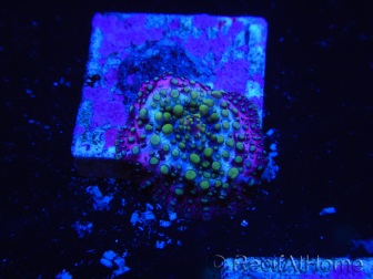 WYSIWYG - Blue Vesicle/Gold Spot Discosoma 13E3