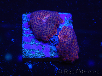 WYSIWYG - Blue Vesicle/Gold Spot Discosoma 13F3