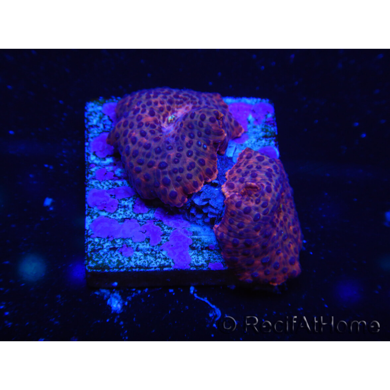 WYSIWYG - Blue Vesicle/Gold Spot Discosoma 13F3