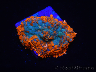 WYSIWYG - Rhodactis Orange/Blue Flesh 13G1