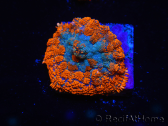 WYSIWYG - Rhodactis Orange/Blue Flesh 13G3