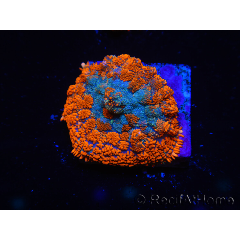 WYSIWYG - Rhodactis Orange/Blue Flesh 13G3