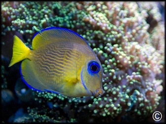 Acanthurus coeruleus juvénile