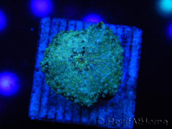 WYSIWYG - Discosoma Blue Vesicle/Gold Spot 13M6