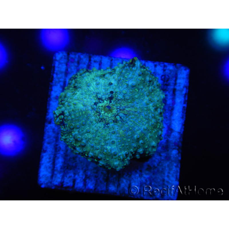 WYSIWYG - Discosoma Blue Vesicle/Gold Spot 13M6