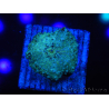 WYSIWYG - Discosoma Blue Vesicle/Gold Spot 13M6