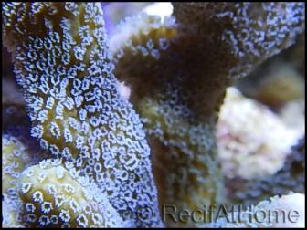 Montipora digitata Gris bleu M