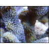 Montipora digitata Gris bleu M