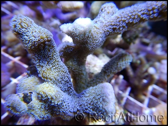 Montipora digitata Gris bleu M