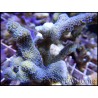 Montipora digitata Gris bleu M