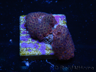 WYSIWYG - Blue Vesicle/Gold Spot Discosoma 13F3