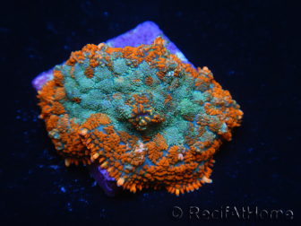 WYSIWYG - Rhodactis Orange/Blaue Fleisch 13G1