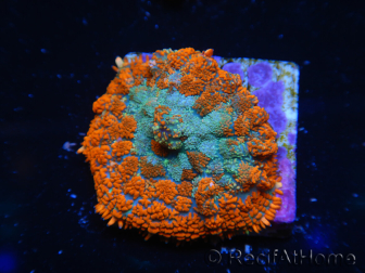 WYSIWYG - Rhodactis Orange/Blaue Fleisch 13G3