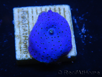 WYSIWYG - Discosoma Blue Vesicle/Gold Spot 13M5