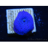 WYSIWYG - Discosoma Blue Vesicle/Gold Spot 13M5