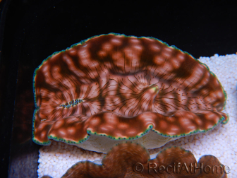 WYSIWYG Almejas Tridacna derasa GOLD Ultra M