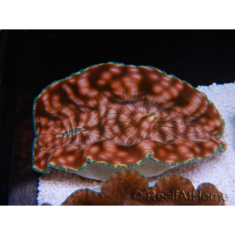 WYSIWYG Tridacna derasa Gold Ultra M Riesenmuscheln