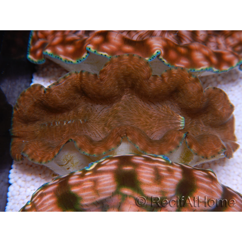 WYSIWYG Tridacna derasa ULTRA C5 (5-6 cm)