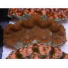 WYSIWYG Ultra Tridacna derasa Clam C5 (5-6 cm)