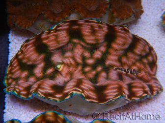 WYSIWYG Tridacna derasa ULTRA C4 (5-6 cm)