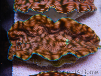 WYSIWYG Tridacna derasa ULTRA C6 (5-6 cm)