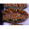 WYSIWYG Tridacna derasa Clam ULTRA C6 (5-6 cm)