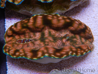 WYSIWYG Ultra Tridacna derasa Clam C5 (5-6 cm)