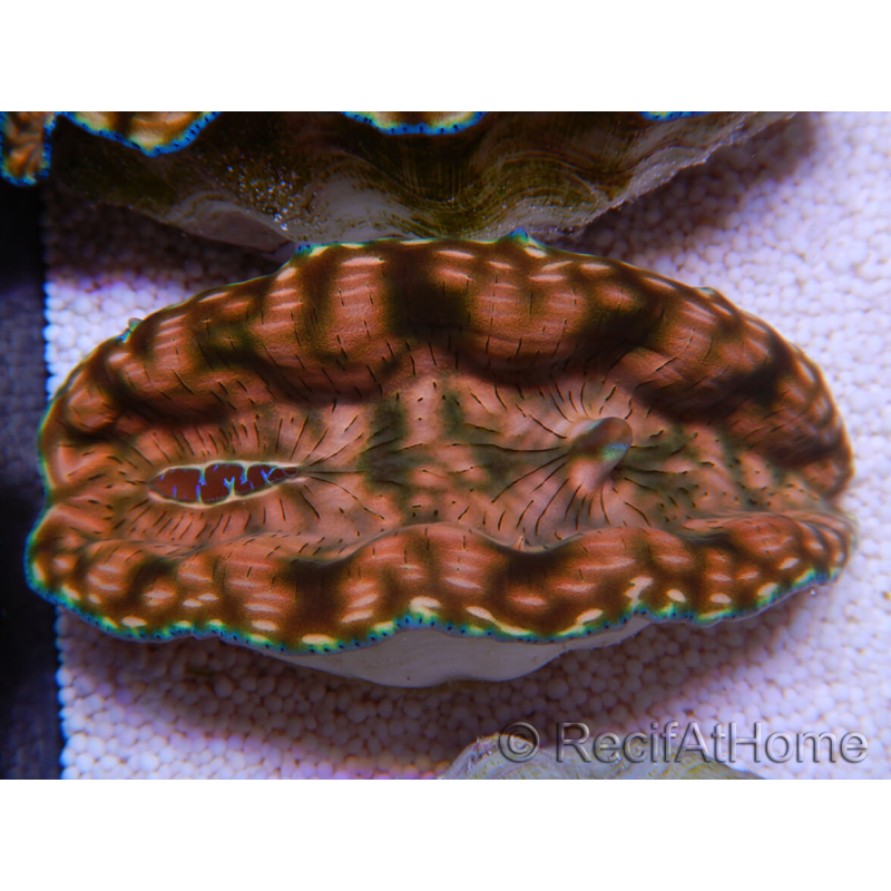 WYSIWYG Benitier Tridacna derasa ULTRA C5 (5-6 cm)