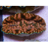 WYSIWYG Ultra Tridacna derasa Clam C5 (5-6 cm)