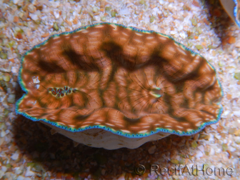 WYSIWYG Tridacna derasa ULTRA C4 Clam (5-6 cm)