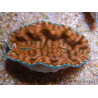 WYSIWYG Tridacna derasa ULTRA C4 Clam (5-6 cm)