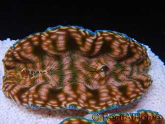 WYSIWYG Tridacna derasa ULTRA C6 (5-6 cm)